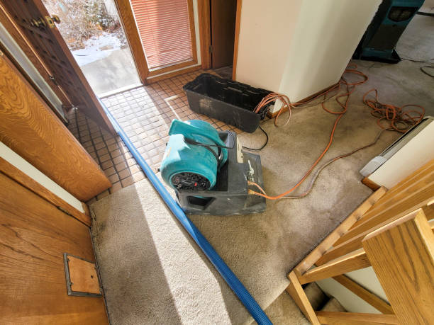 Best Carpet water damage restoration  in Palm Springs, FL